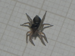 Maeota dichrura
