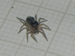 Maeota dichrura