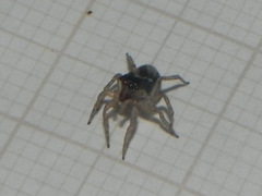 Maeota dichrura