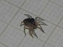 Maeota dichrura