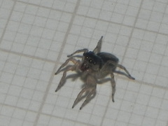 Maeota dichrura