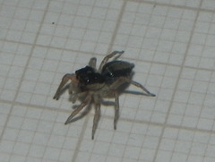 Maeota dichrura