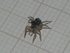 Maeota dichrura