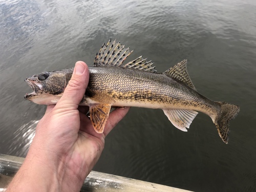 Sauger