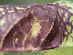 Bactericera antennata