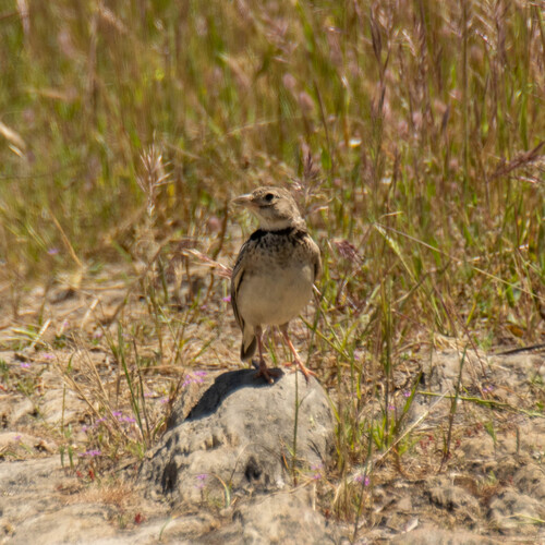 Calandria común (Melanocorypha calandra)