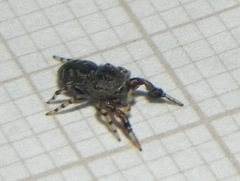 Tacuna delecta