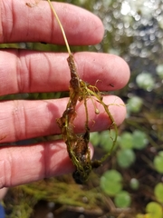 Utricularia geminiscapa