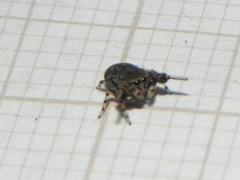 Tacuna delecta