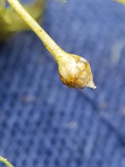 Utricularia geminiscapa