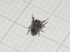 Tacuna delecta