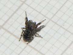 Tacuna delecta