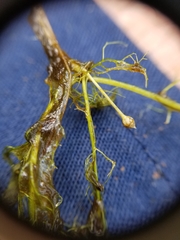 Utricularia geminiscapa