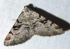 Macaria bitactata