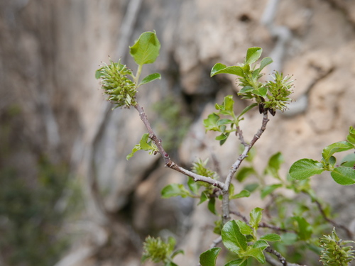 Tarragona willow (Salix tarraconensis)