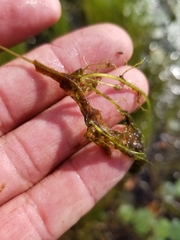 Utricularia geminiscapa