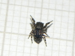 Tacuna delecta