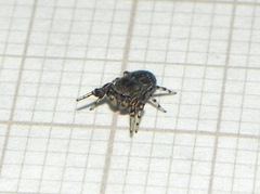 Tacuna delecta