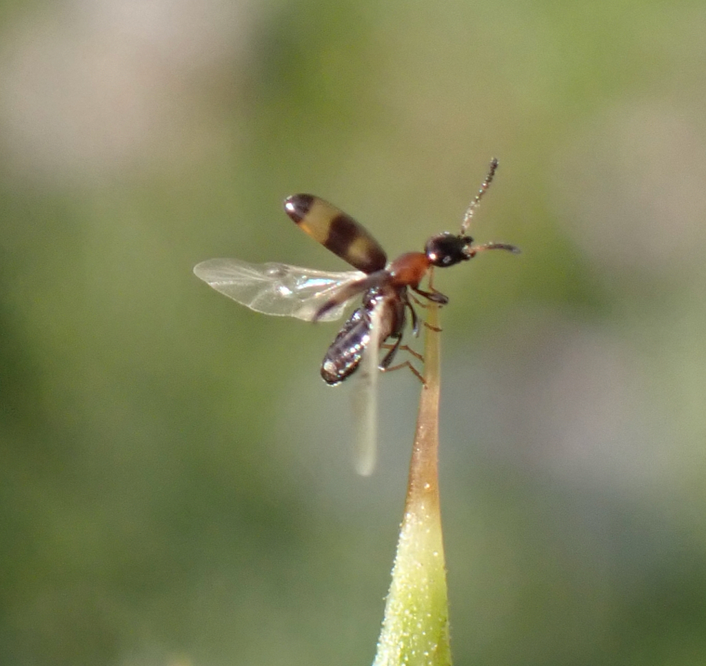 Microhoria mylabrina