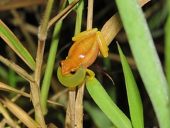 Dendropsophus mathiassoni
