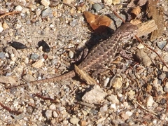 Sceloporus graciosus gracilis