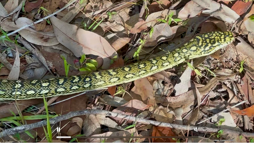 Diamond Python sighting