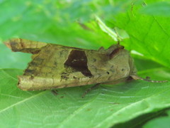 Phlogophora periculosa