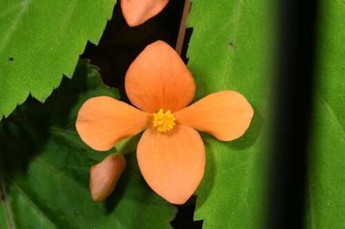 Begonia sutherlandii, photograph 6