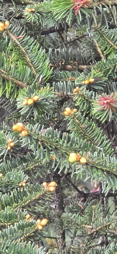 Bhutan fir (Abies densa)