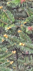 Abies densa, photograph (c) libby hepburn, some rights reserved (CC BY)