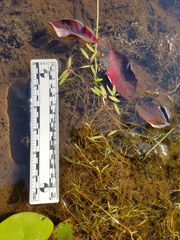 Potamogeton bicupulatus