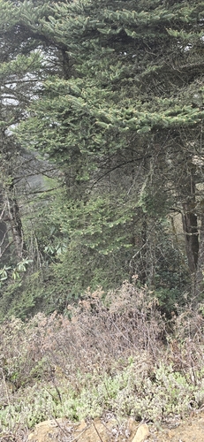 Abies densa, photograph 4