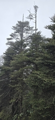 Abies densa, photograph (c) libby hepburn, some rights reserved (CC BY)