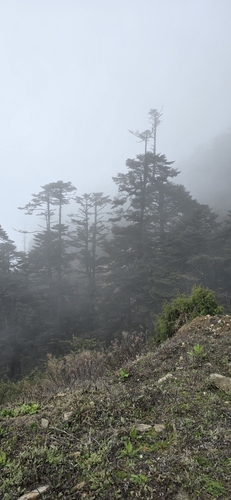 Abies densa, photograph 6