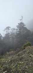 Abies densa, photograph (c) libby hepburn, some rights reserved (CC BY)