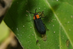 Schematiza collaris