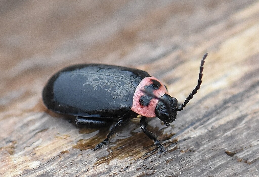 Kuschelina scripticollis