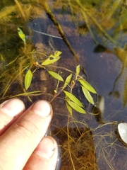 Potamogeton bicupulatus
