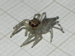 Amycini