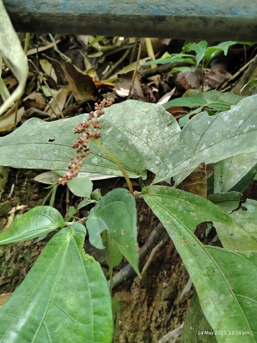 Pellionia heyneana