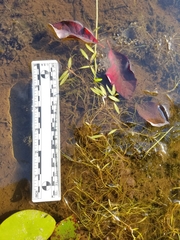 Potamogeton bicupulatus