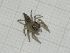 Amycini