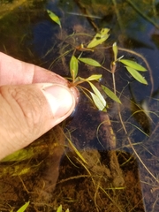Potamogeton bicupulatus