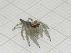 Amycini