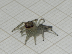 Amycini