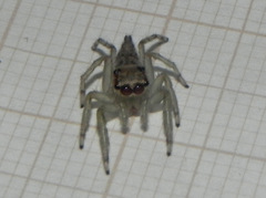 Amycini
