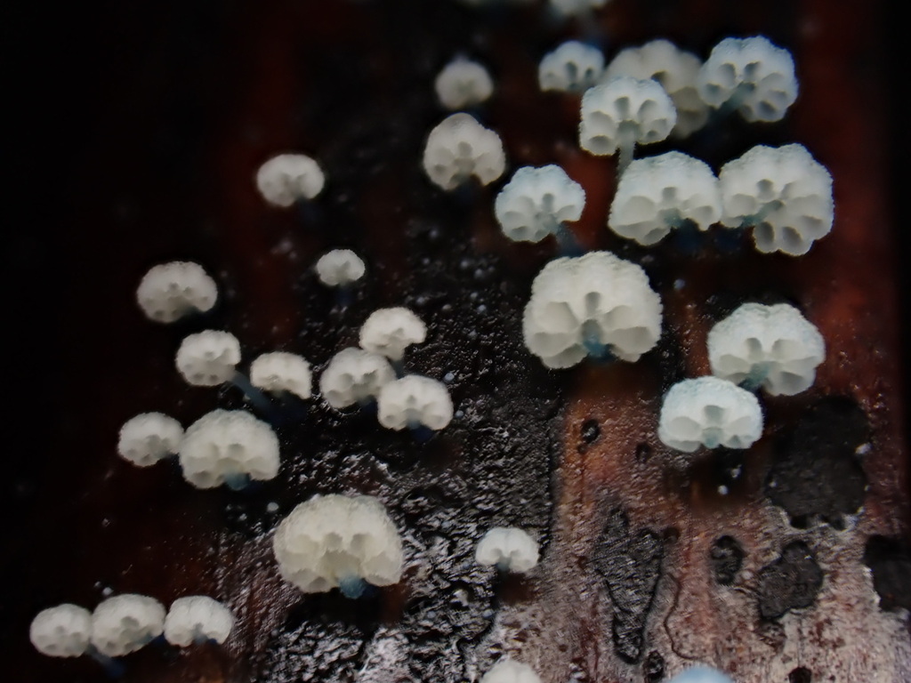 Mycena lazulina · May 2025 · photo: © oqt (iNaturalist, cc-by)