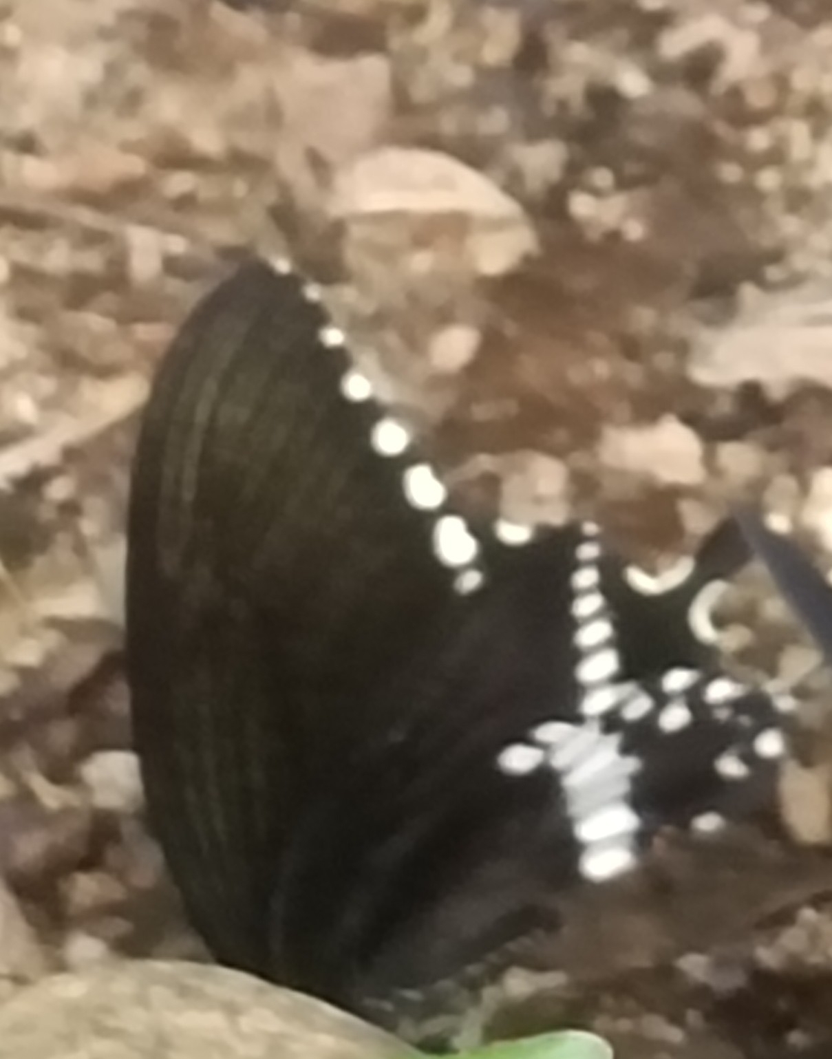 Common Mormon