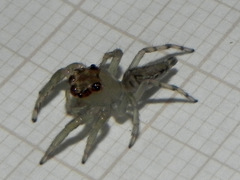 Amycini