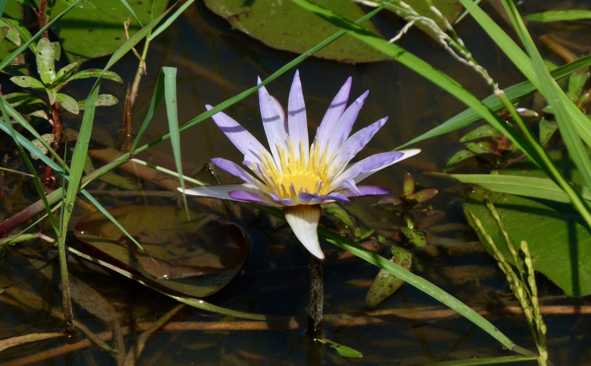 Nymphaea micrantha